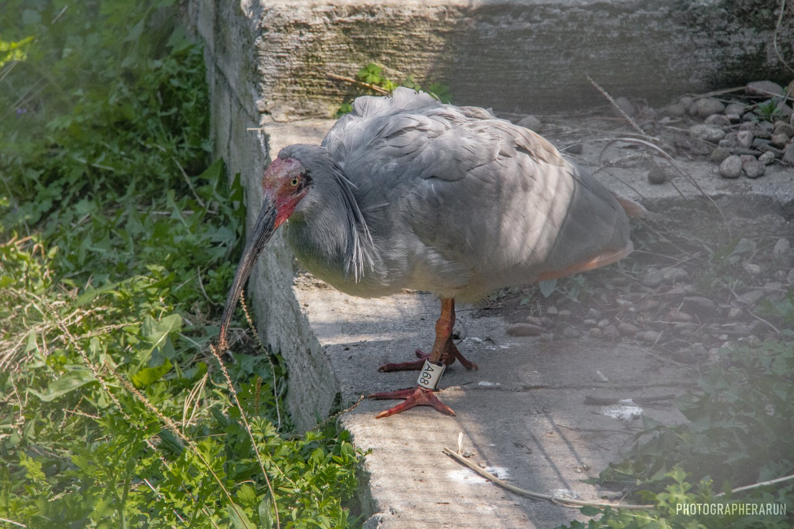 Crested Ibis, coming down the steps