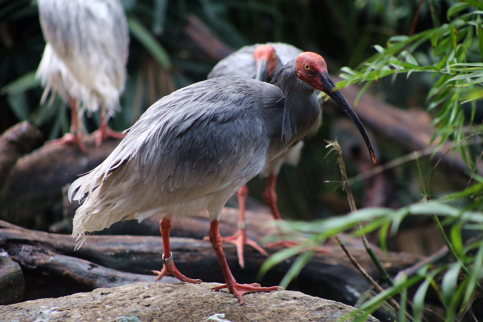 Crested Ibis, in Breeding Plumage
