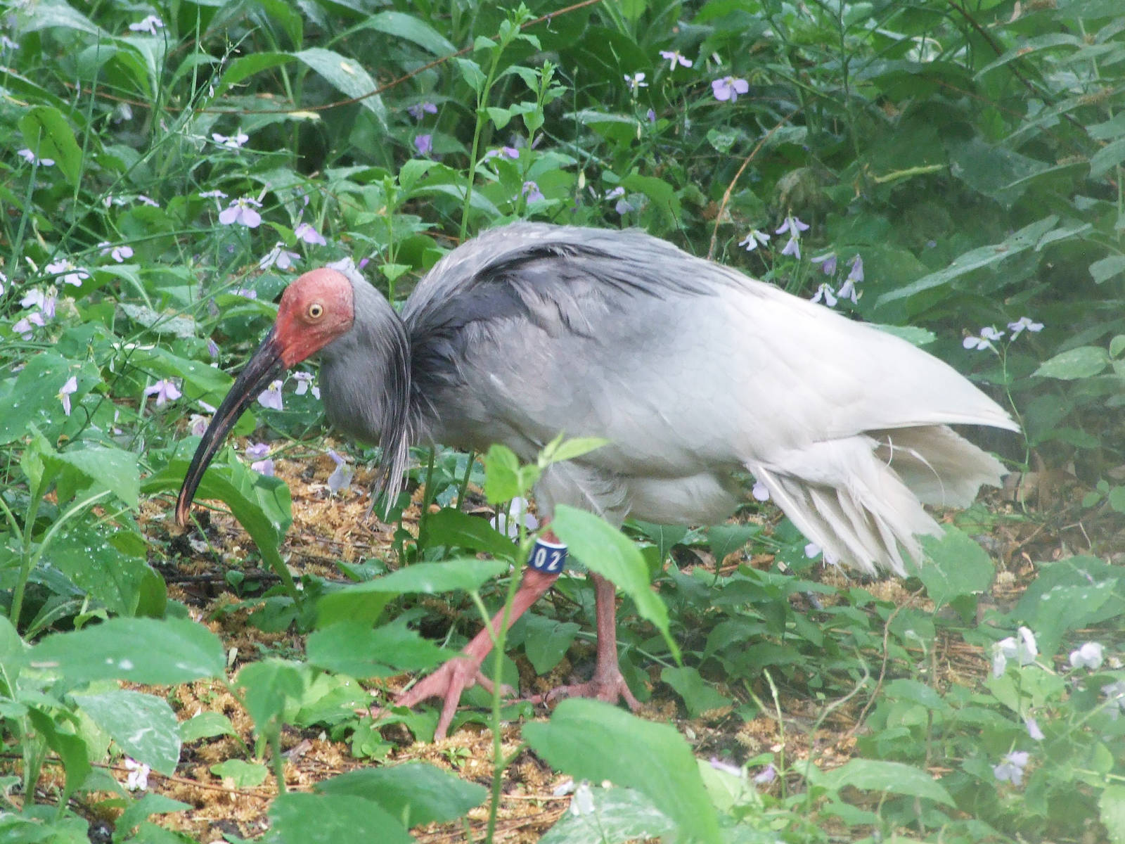 Crested ibis in breeding season