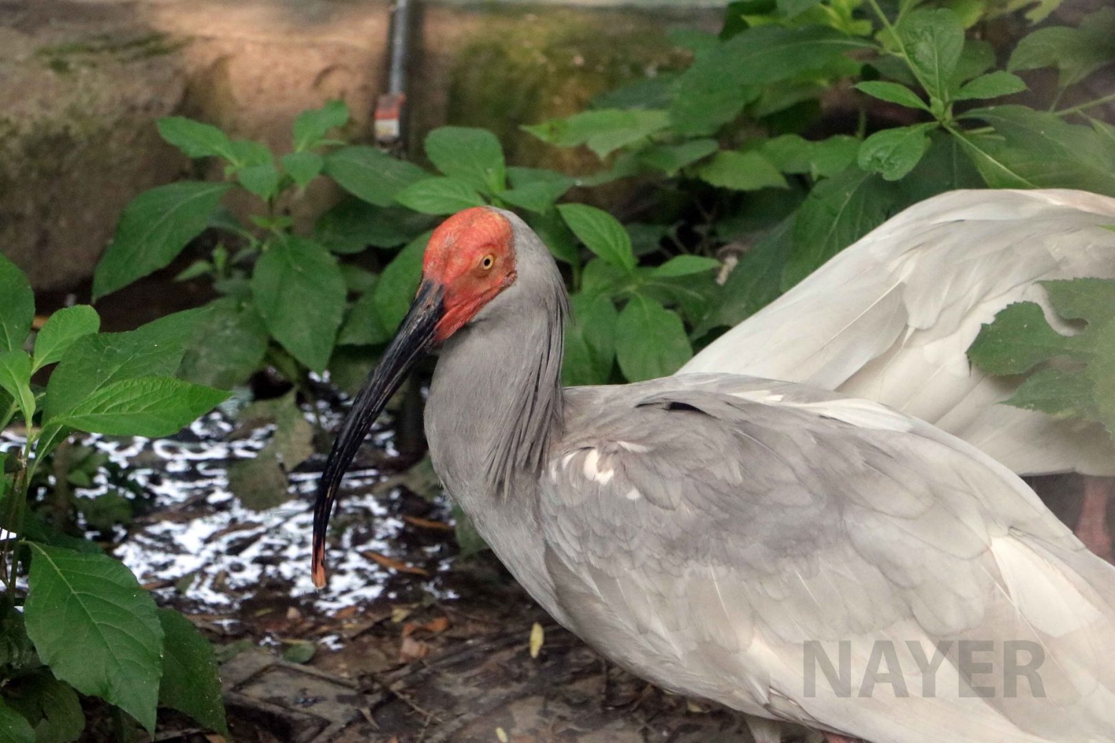 Crested ibis, July 2016