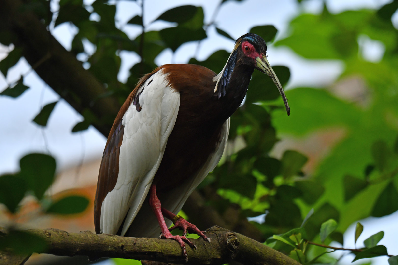 Crested ibis Lophotibis cristata