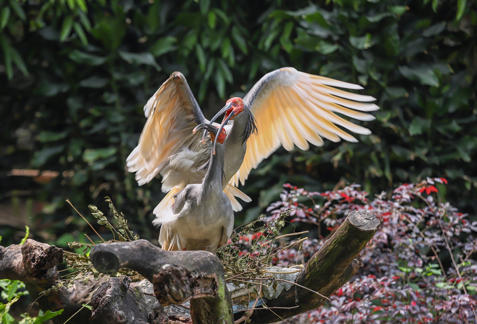Crested ibis mating