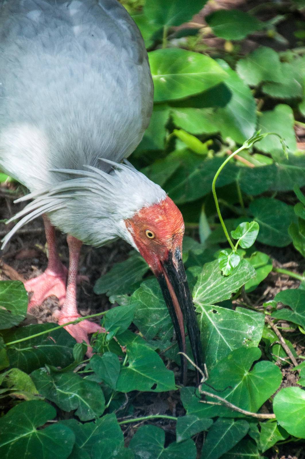 Crested ibis - Nipponia nippon