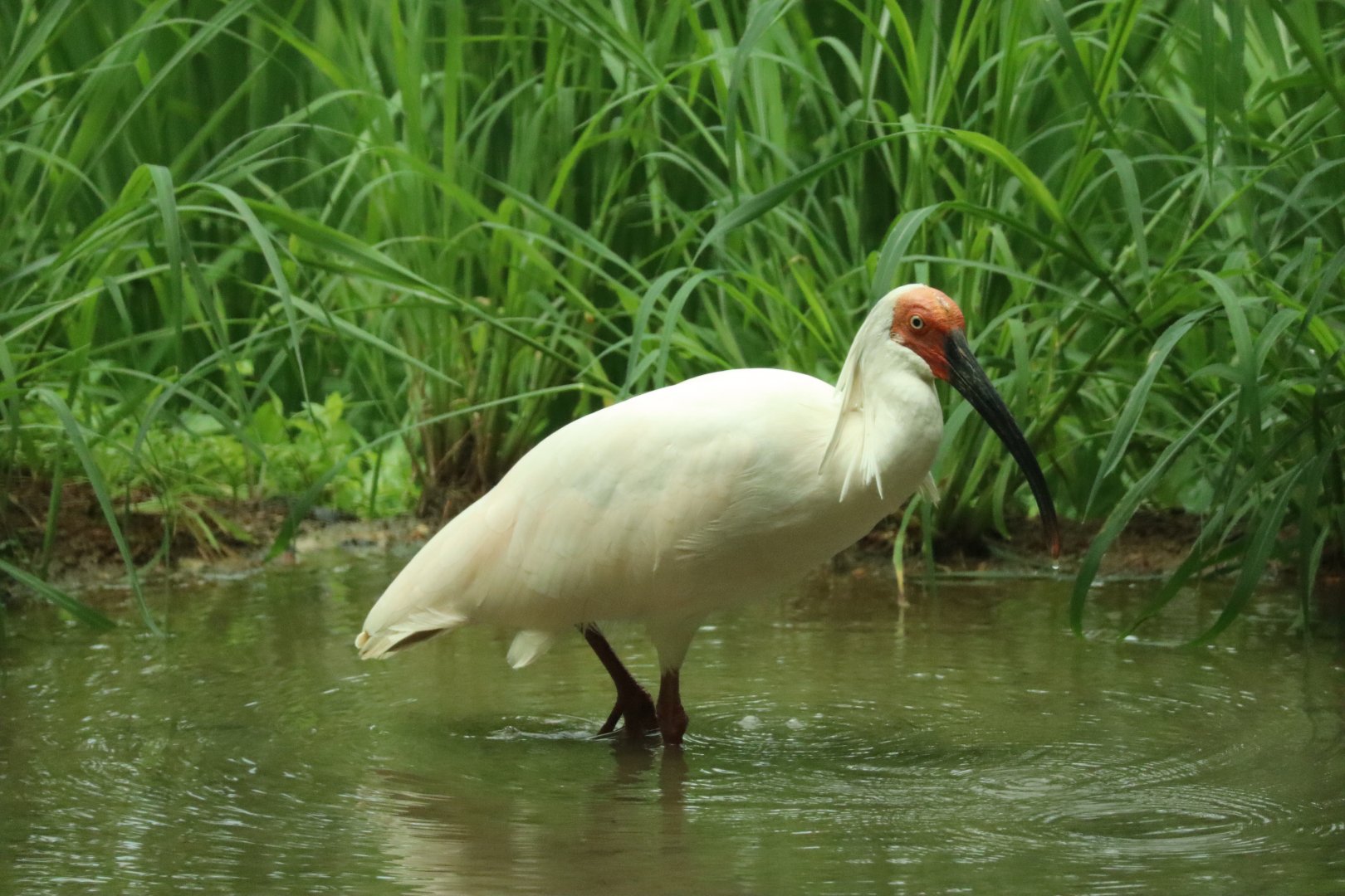 Crested Ibis (Nipponia nippon)