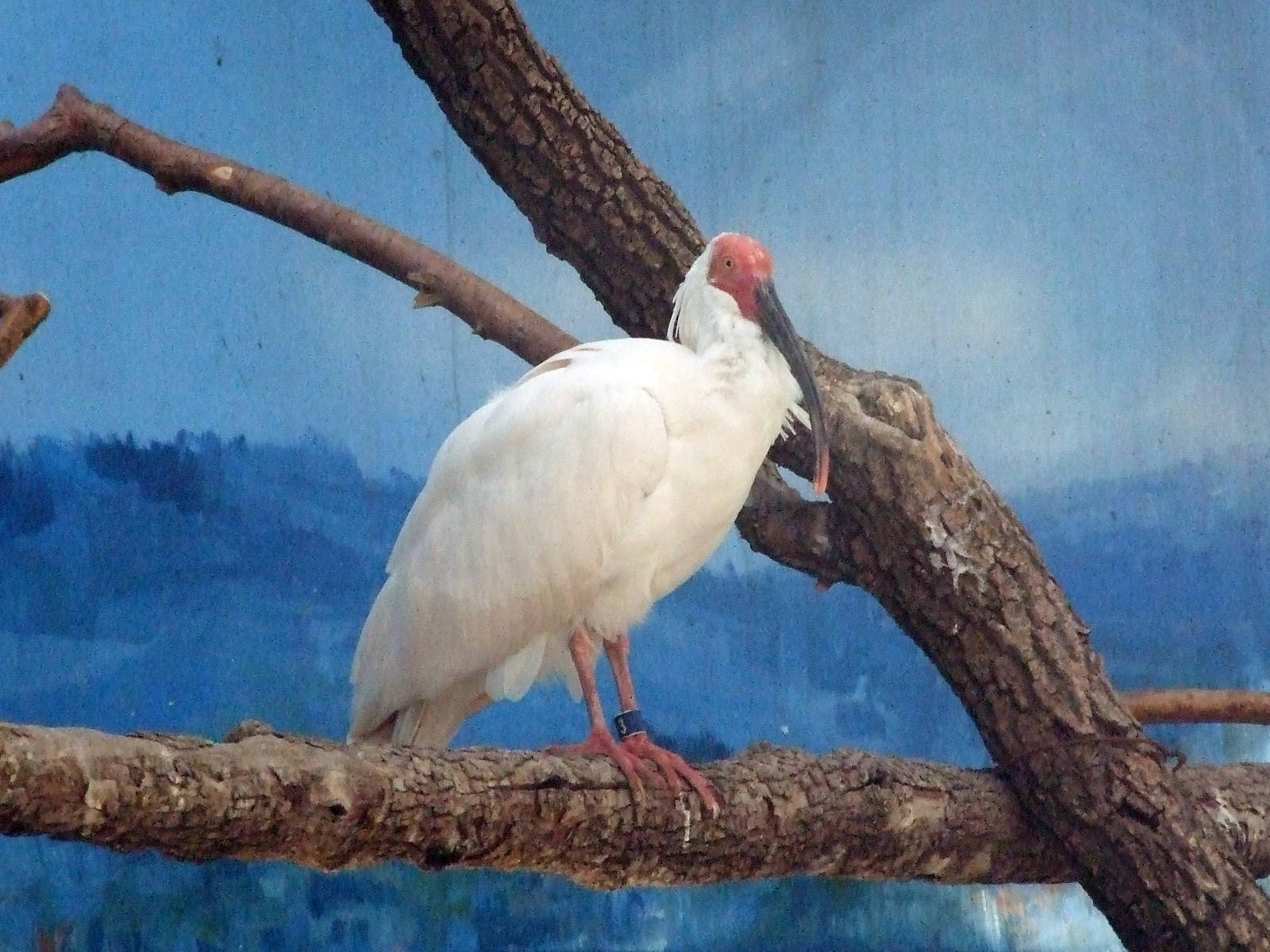 Crested ibis