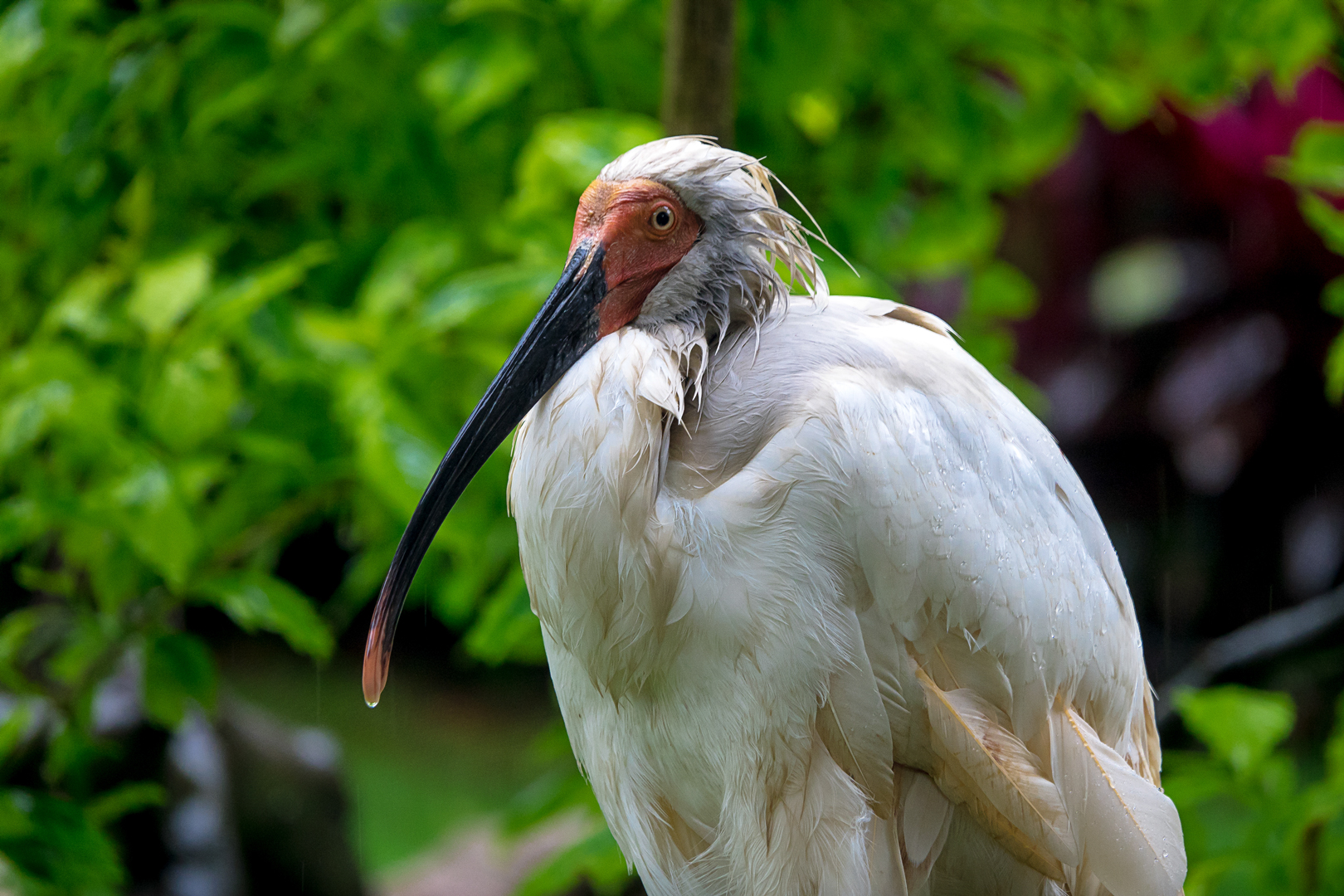 Crested ibis