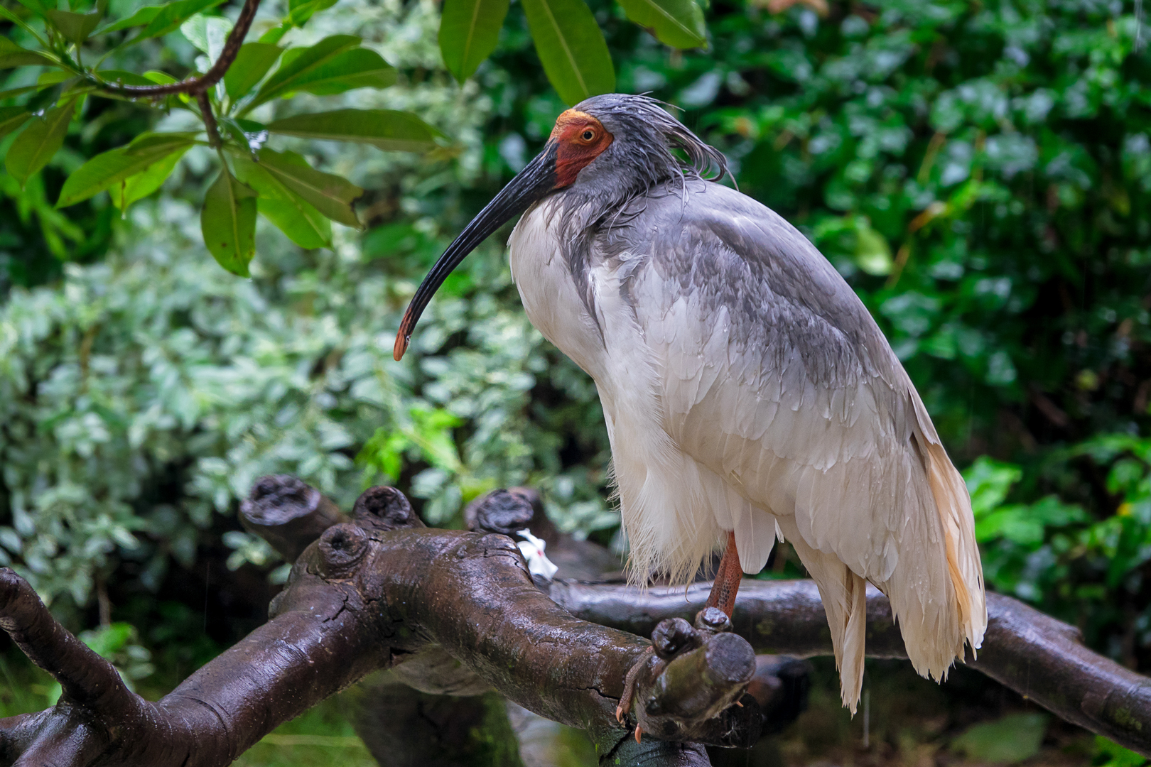 Crested ibis