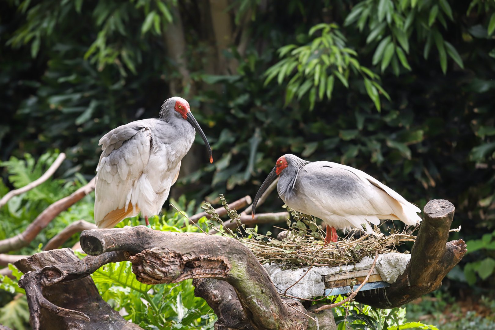 Crested ibis