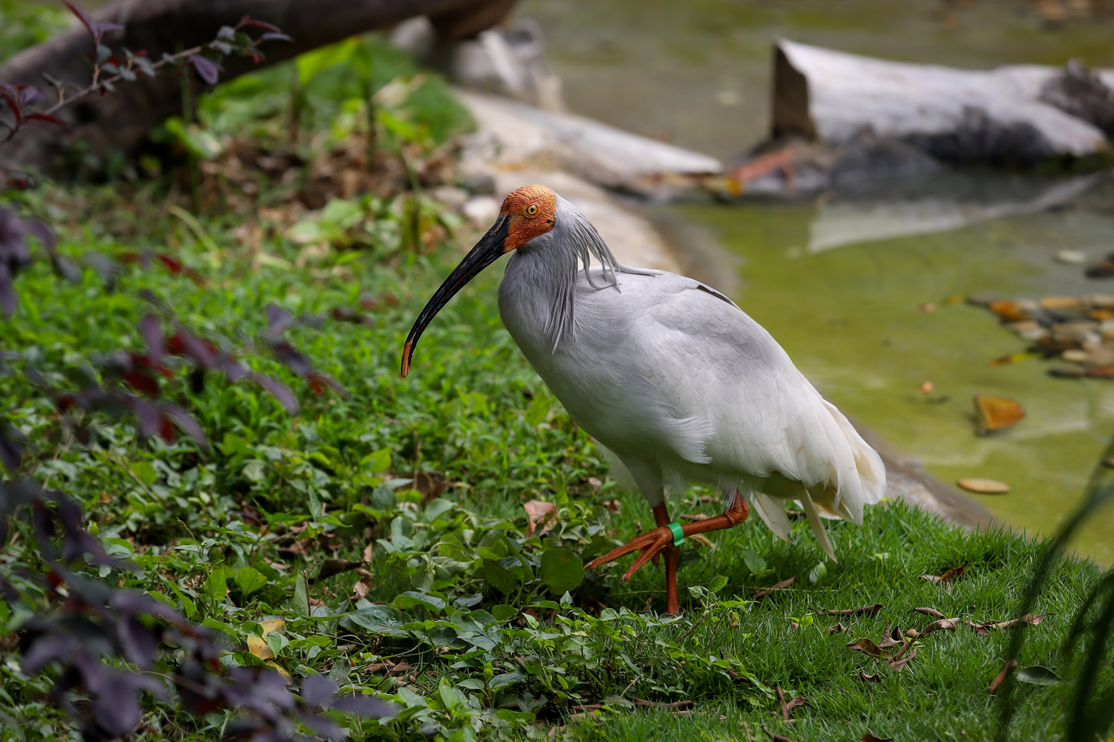 Crested ibis