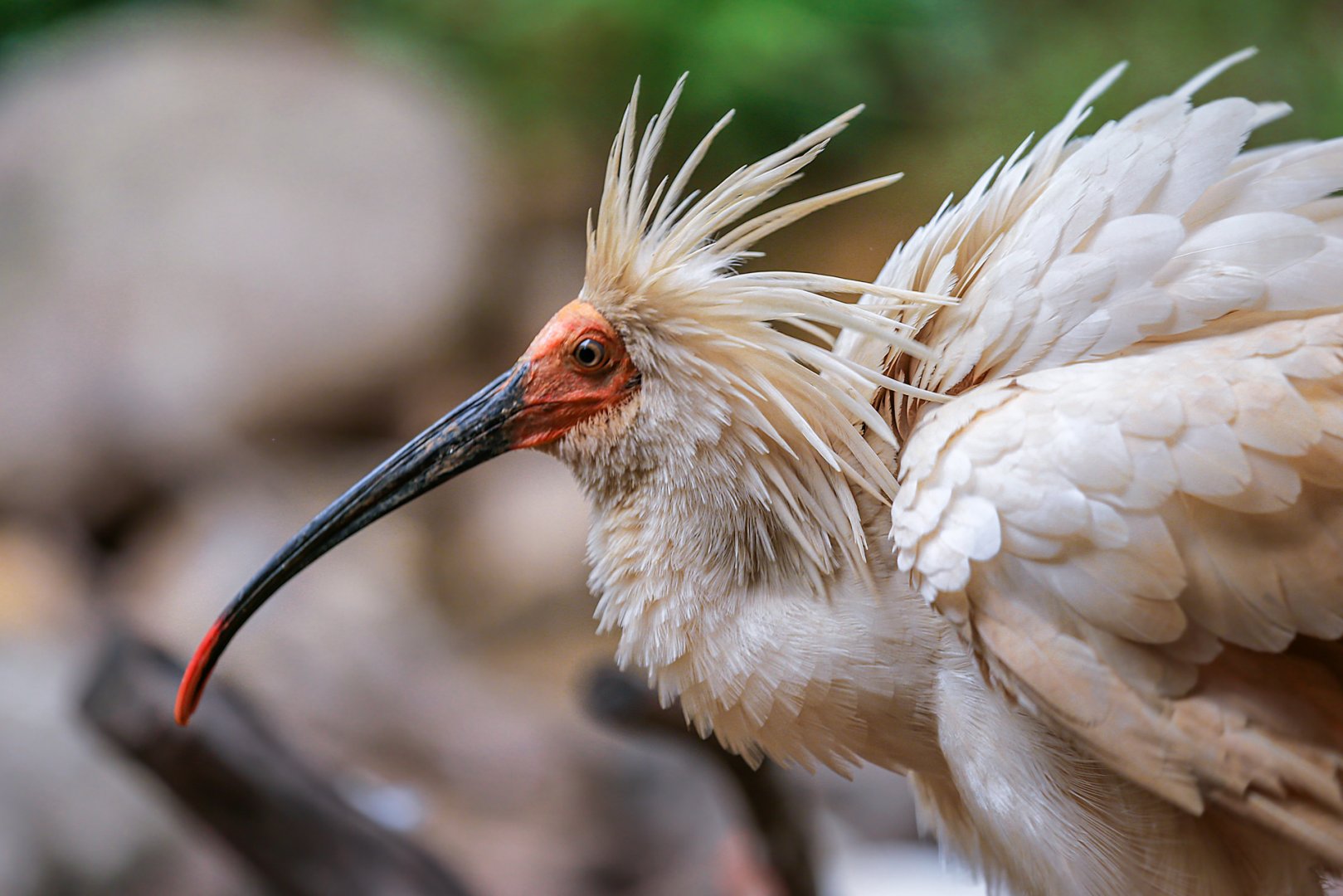Crested ibis