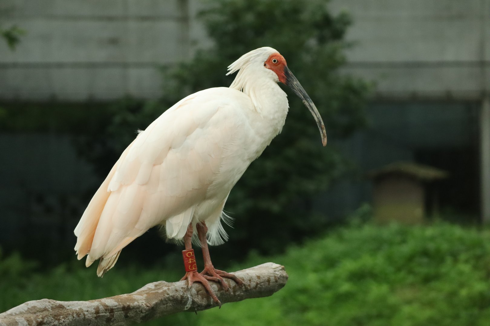 Crested Ibis