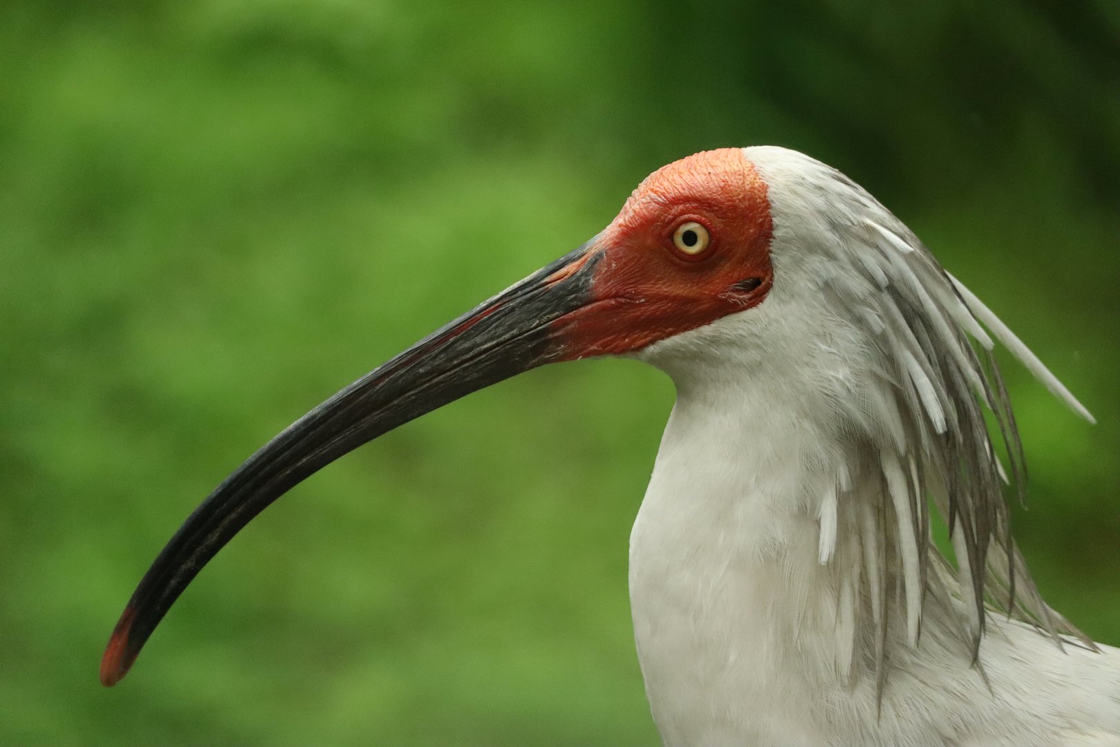 Crested Ibis