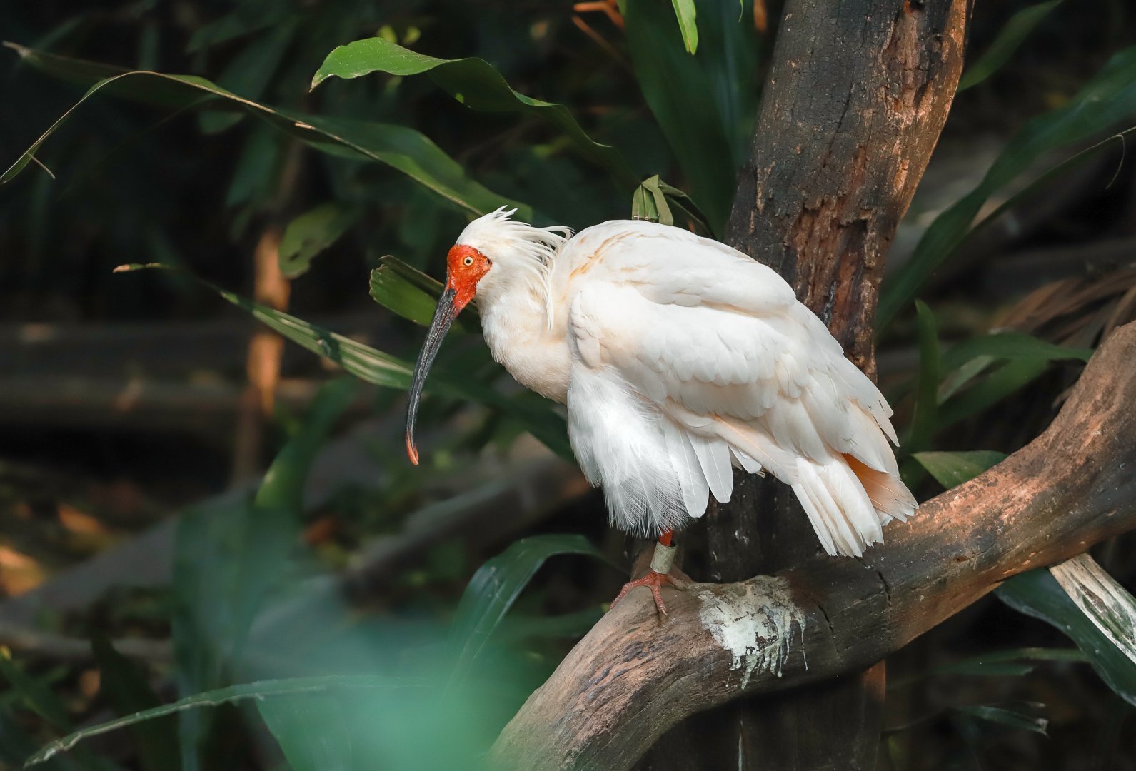 Crested ibis