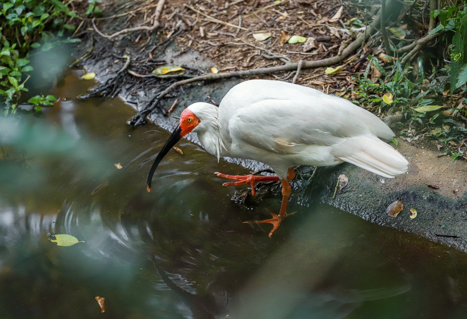 Crested ibis