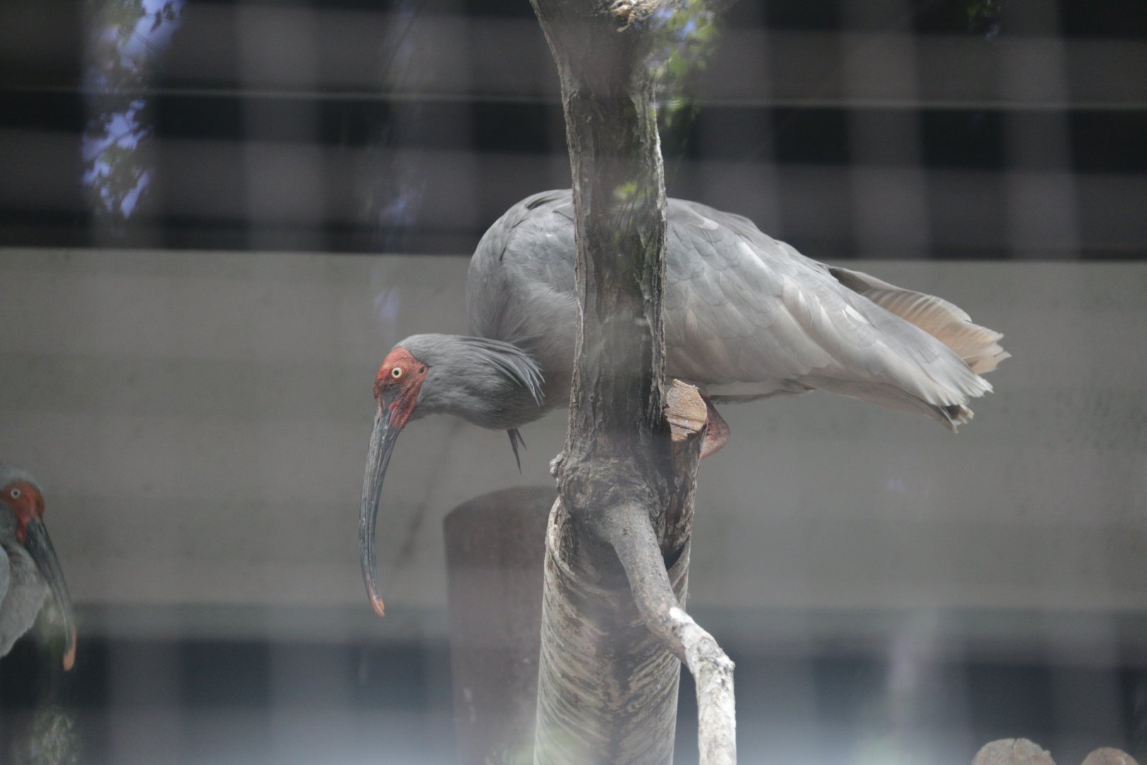 Crested Ibis