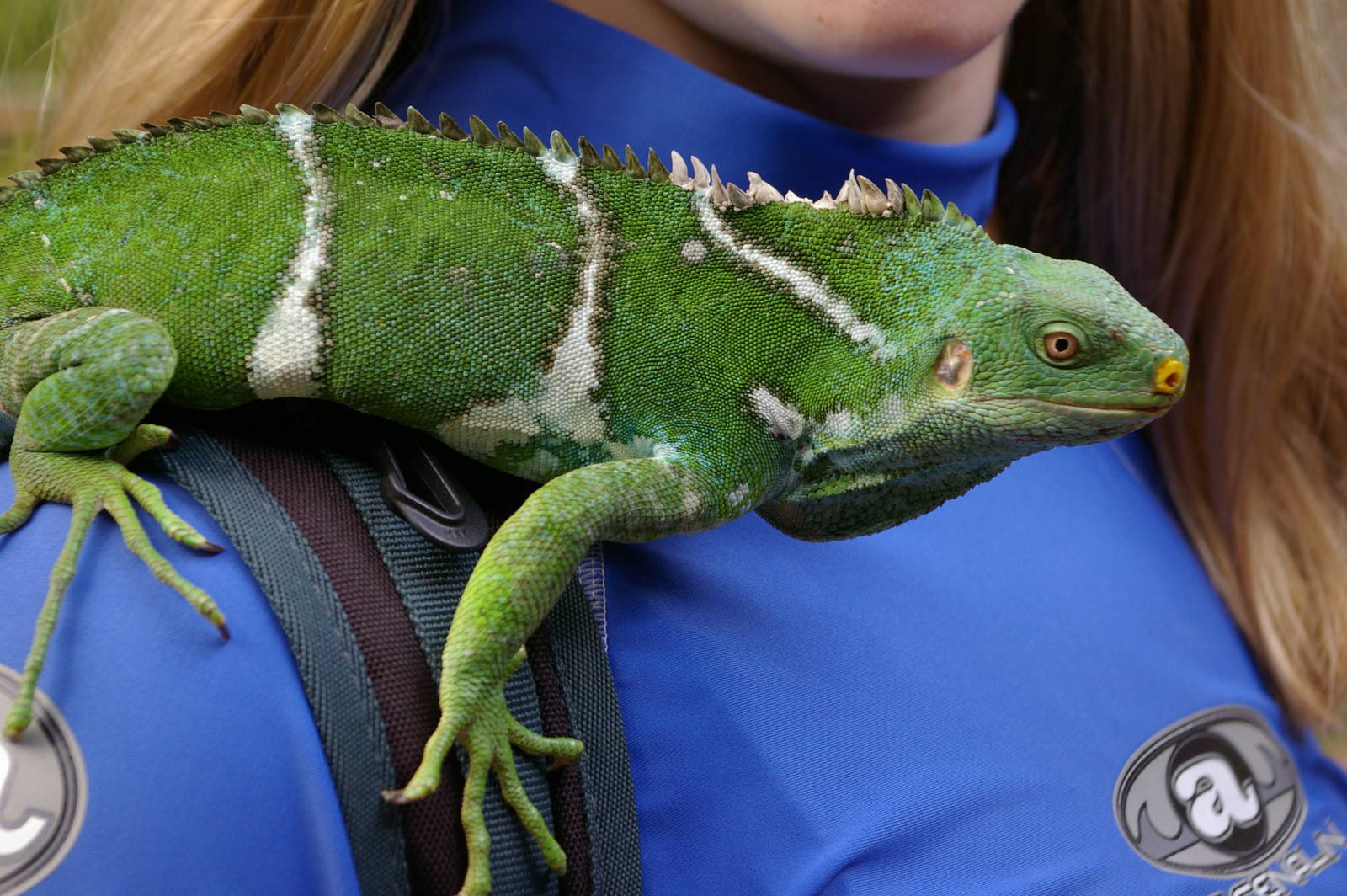 crested iguana (Brachylophus vitiensis)