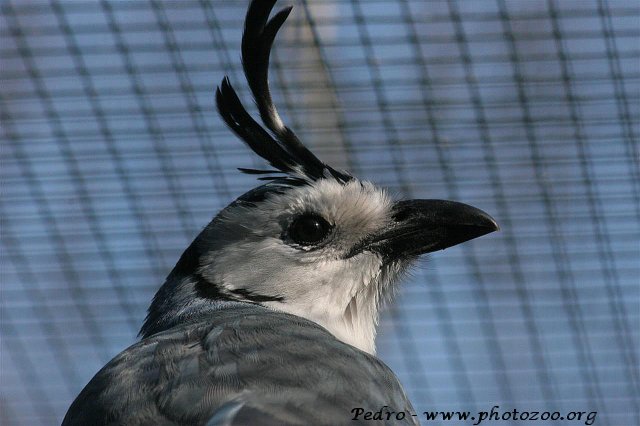 Crested jay (Calocitta formosa)