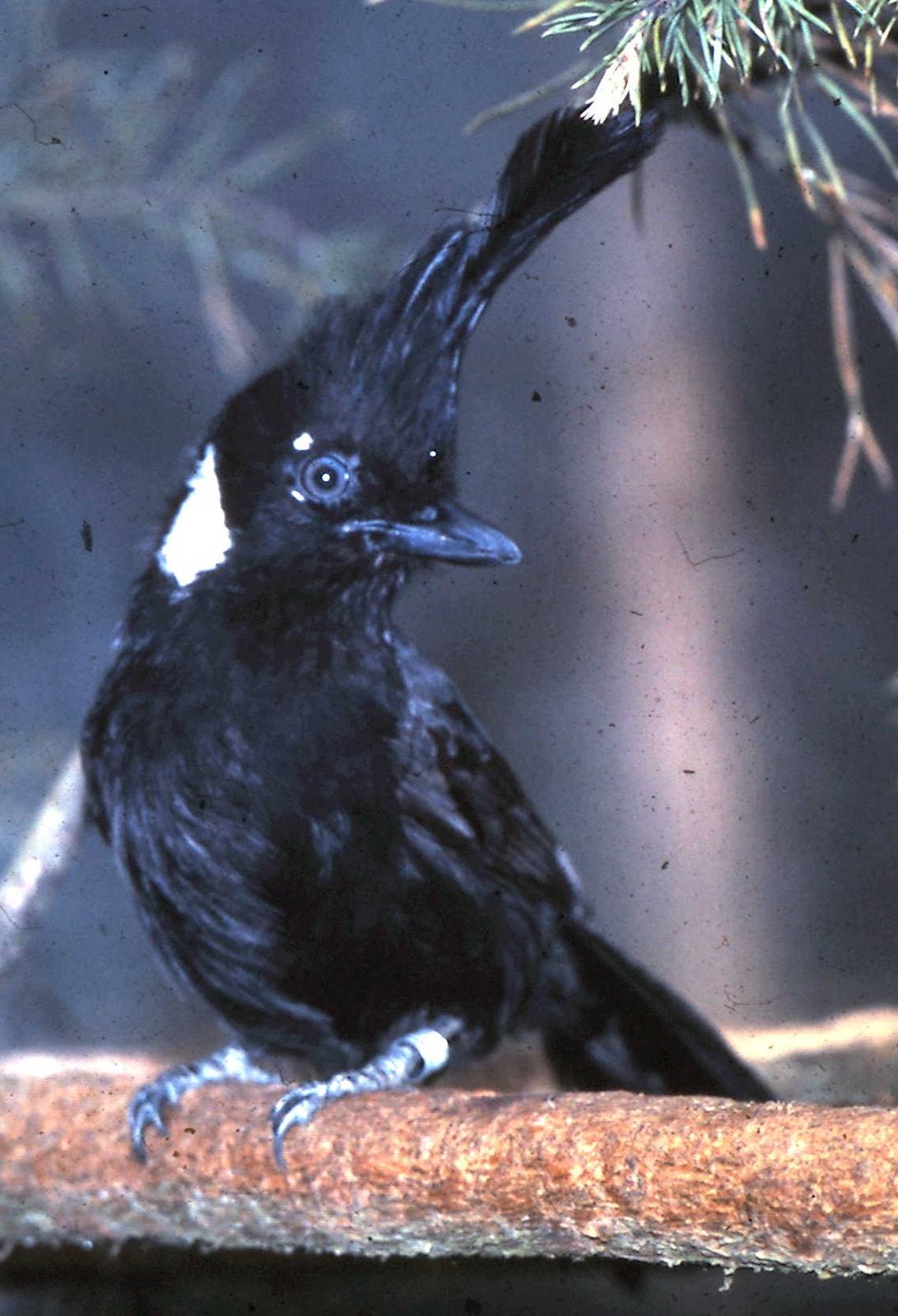 Crested jay
