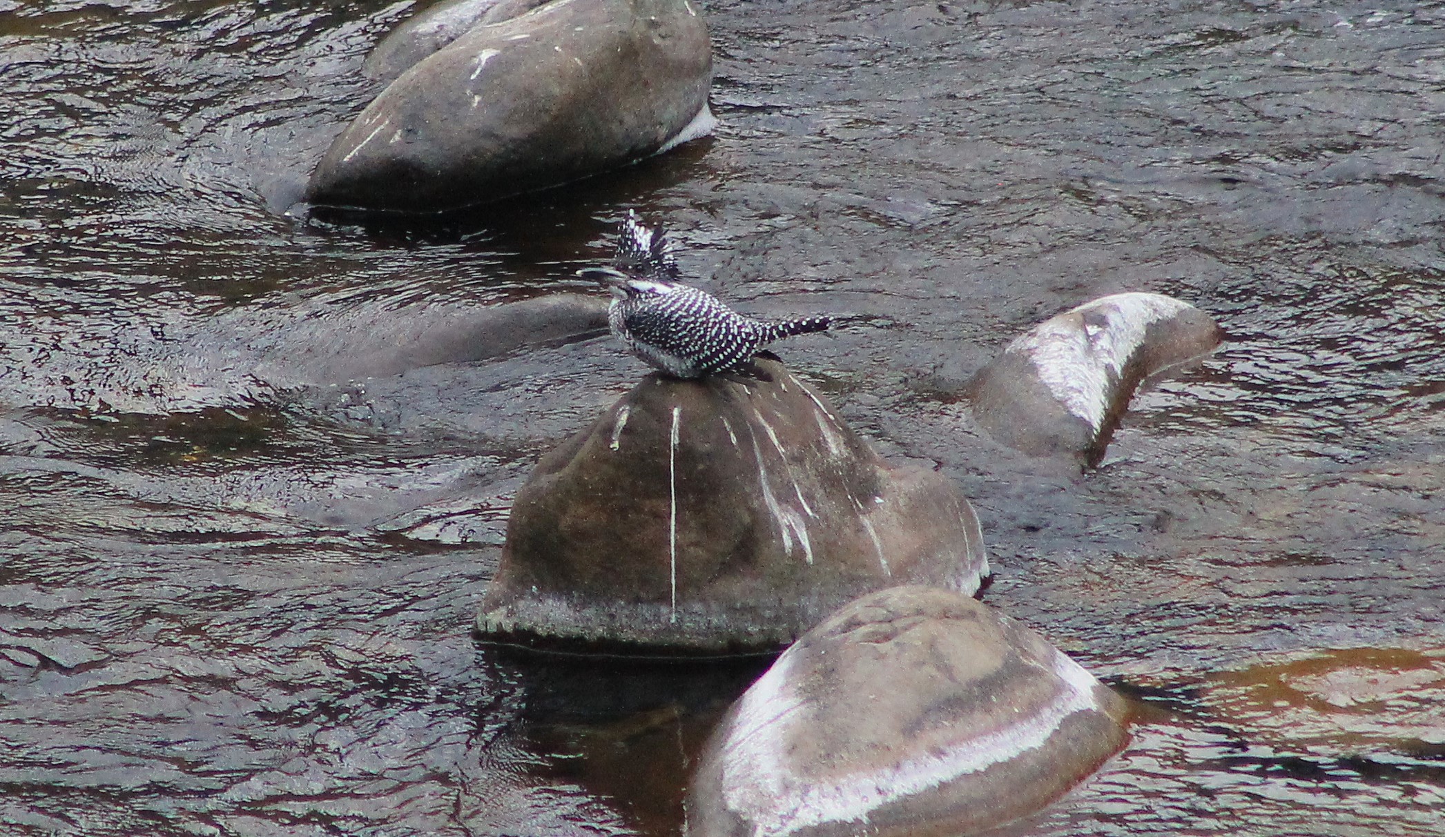 Crested Kingfisher (Megaceryle lugubris)