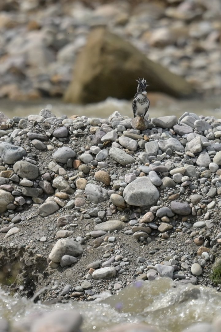Crested Kingfisher Megaceryle lugubris
