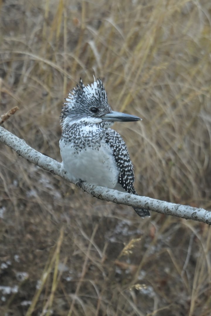 Crested kingfisher Megaceryle lugubris