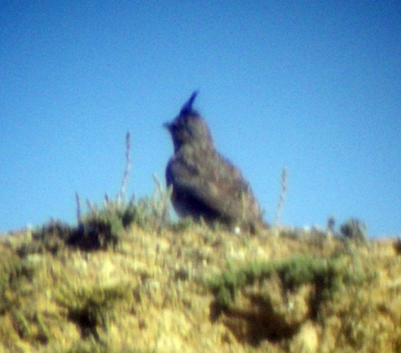 Crested Lark (Galerida cristata)