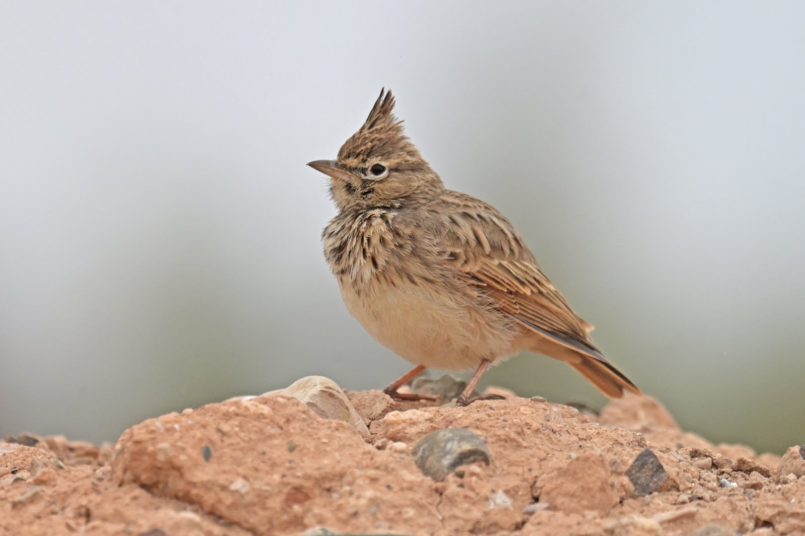 Crested Lark Galerida cristata