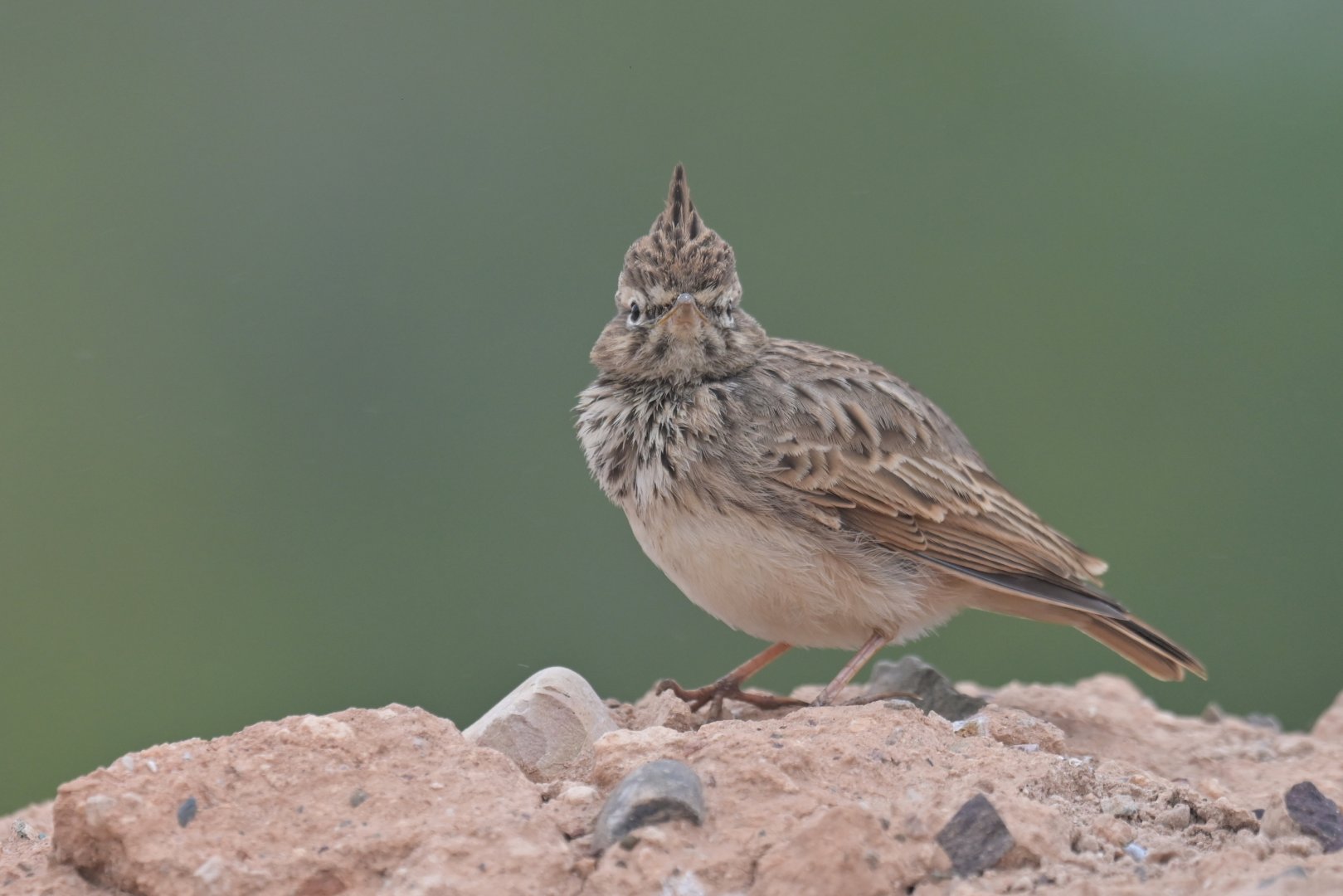 Crested Lark Galerida cristata