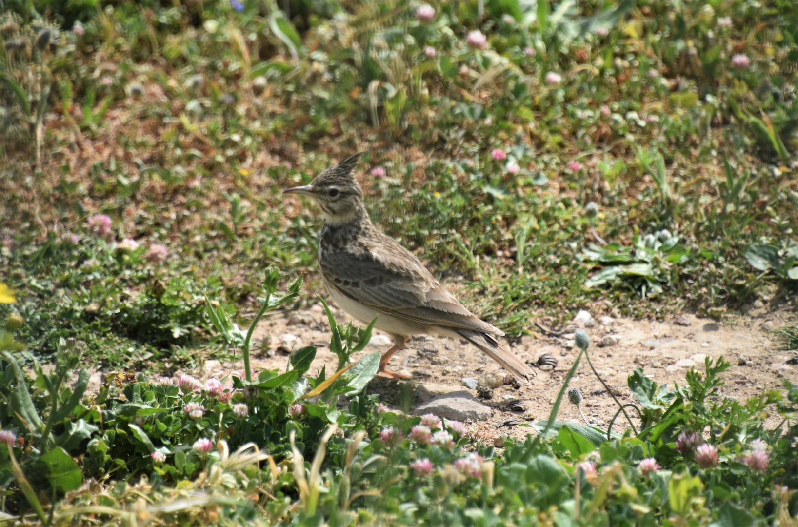 Crested lark