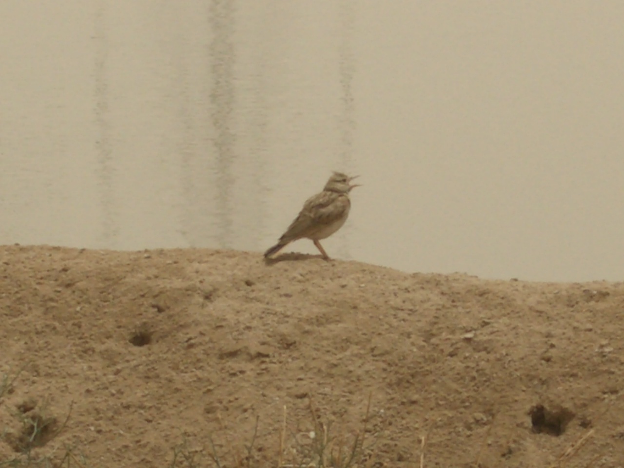 crested lark