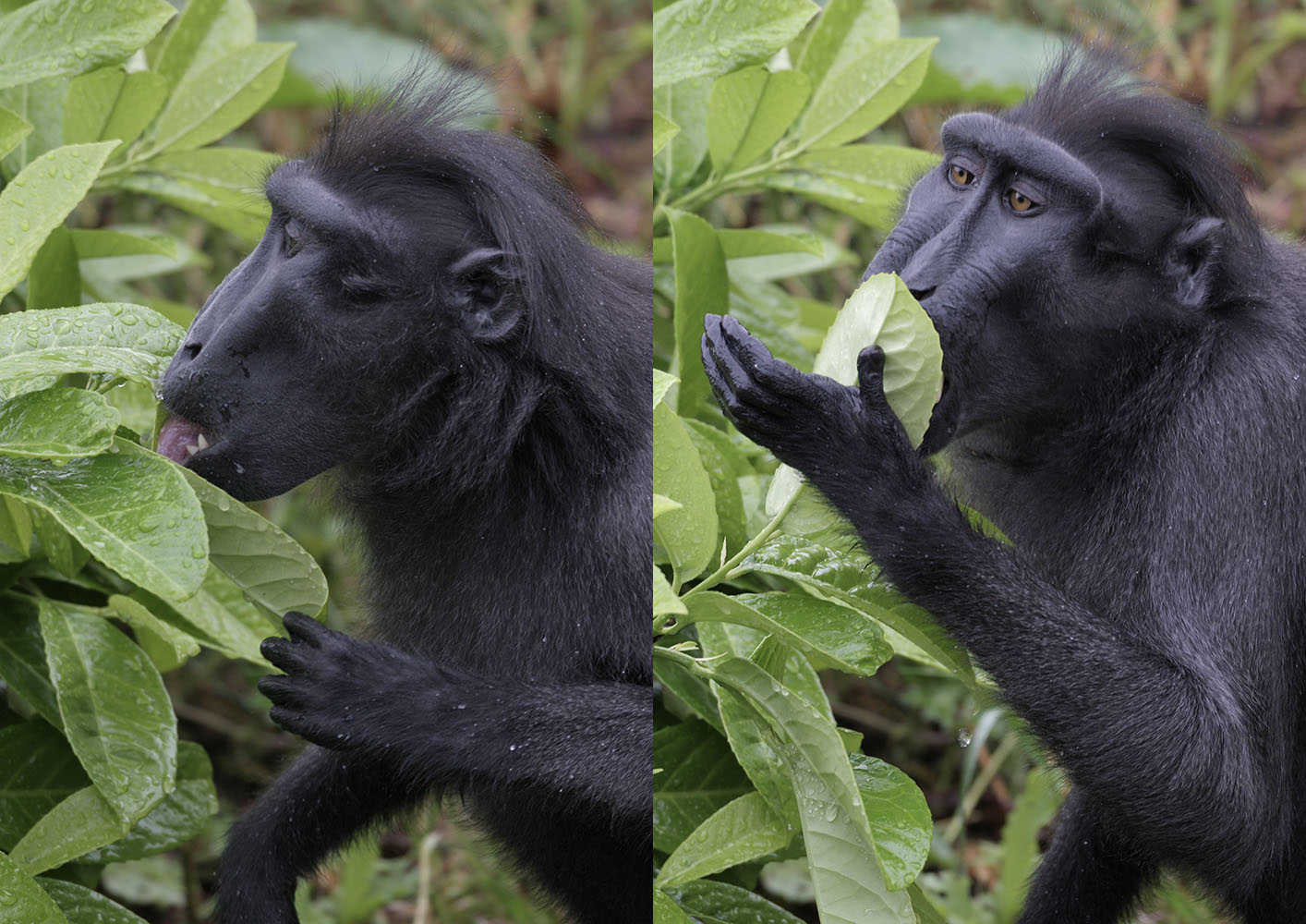 Crested macaque drinking raindrops