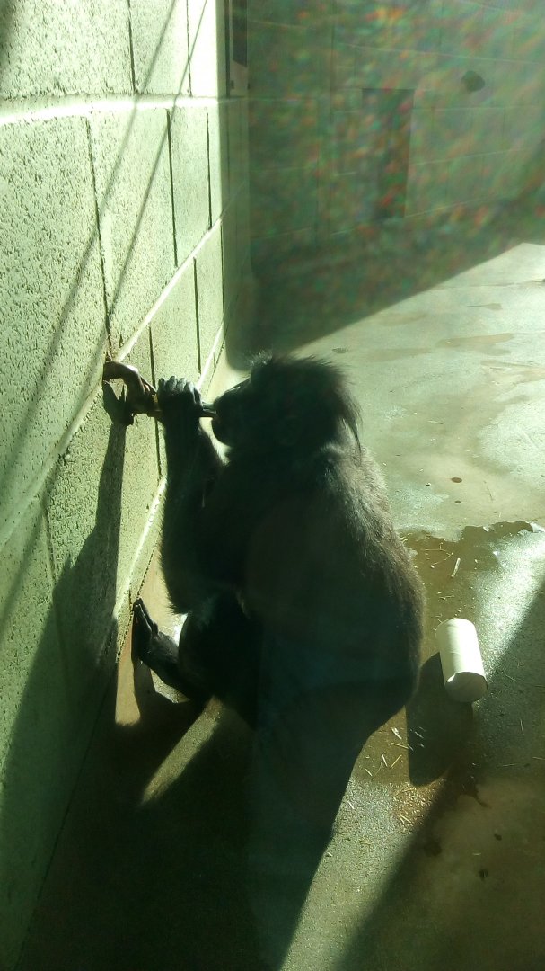 Crested Macaque Drinking