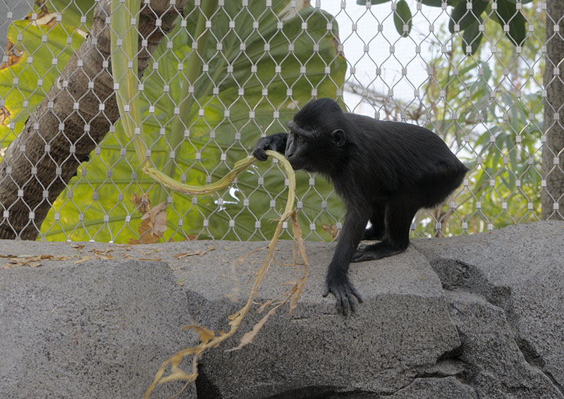 Crested macaque in the Monsoon Forest