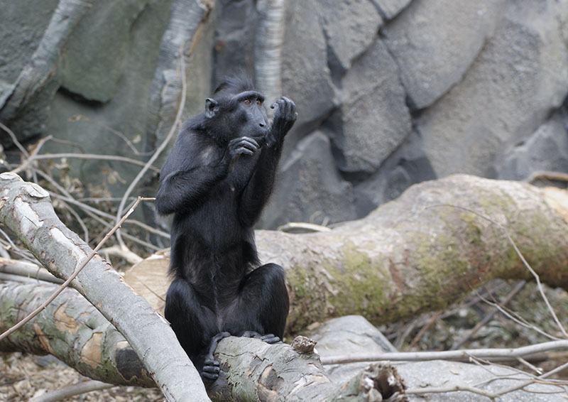 Crested macaque in the Monsoon Forest