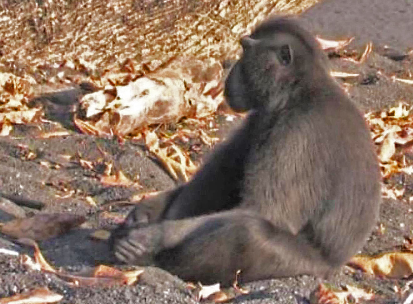 Crested macaque on beach