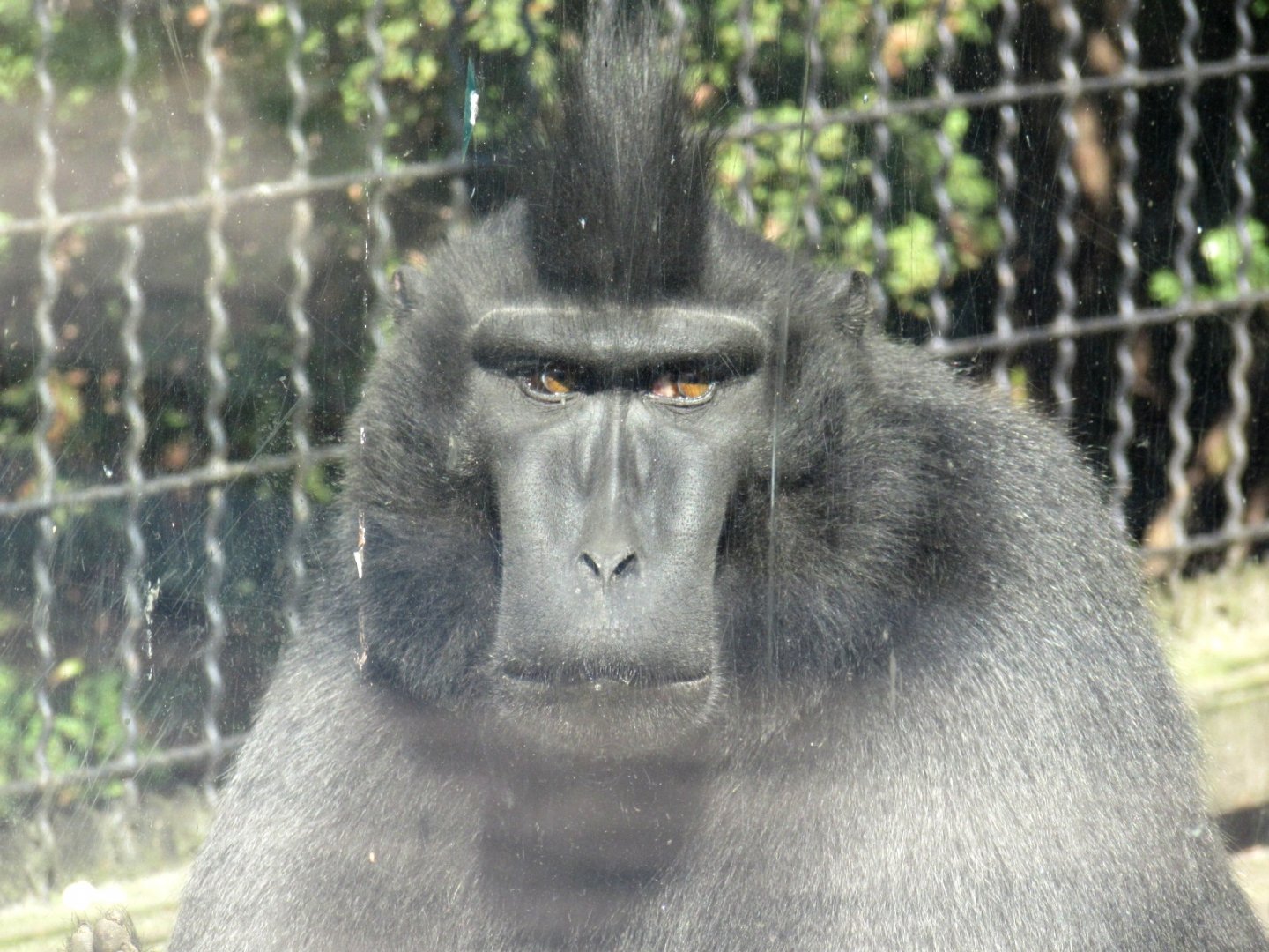 Crested Macaque portrait