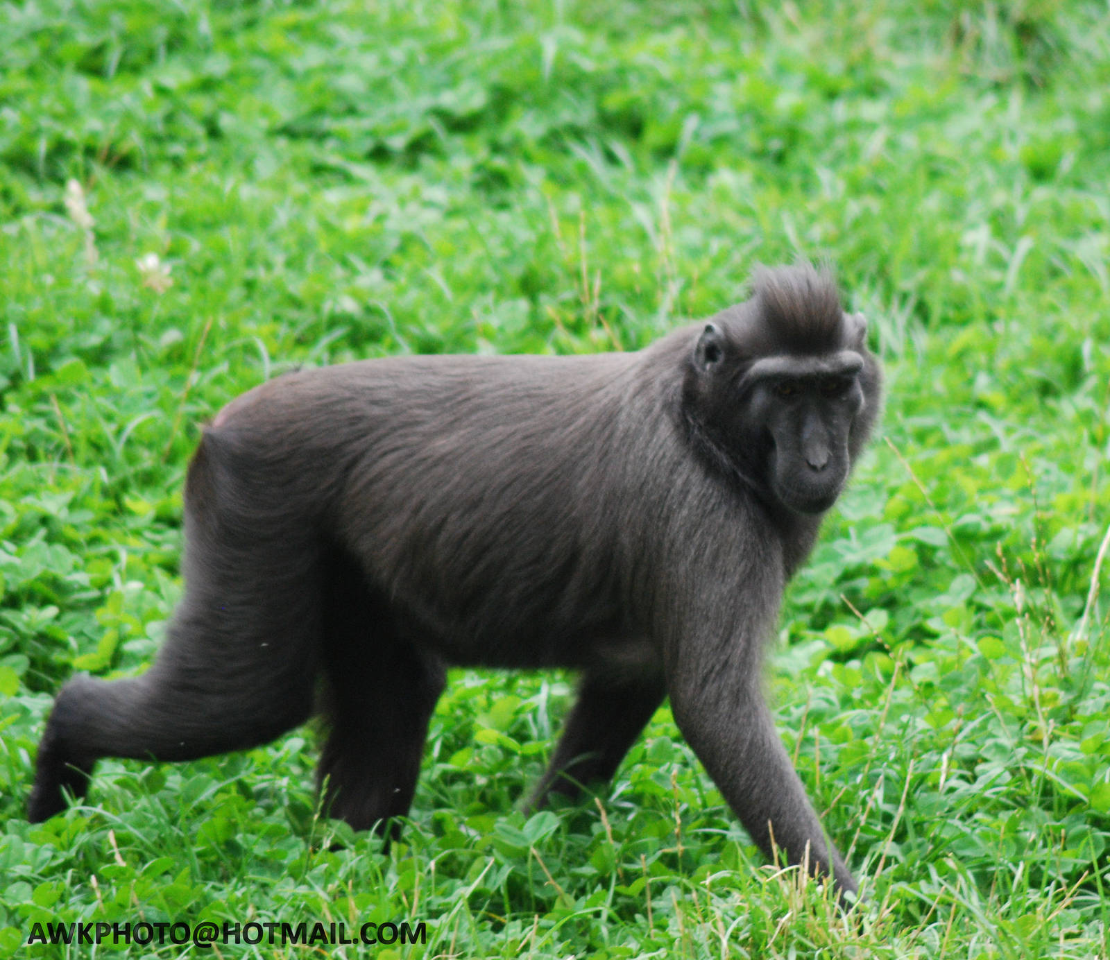 CRESTED MACAQUE