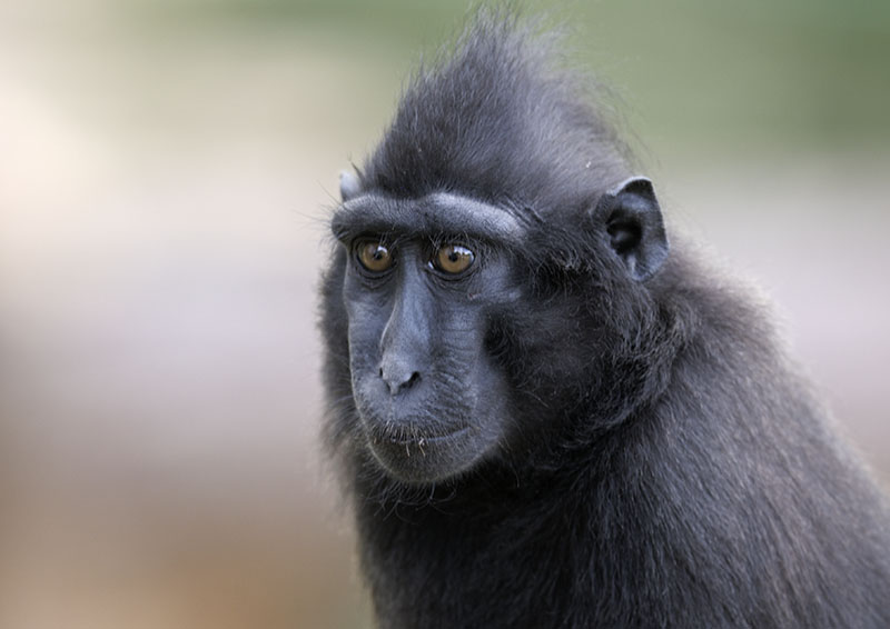 Crested macaque