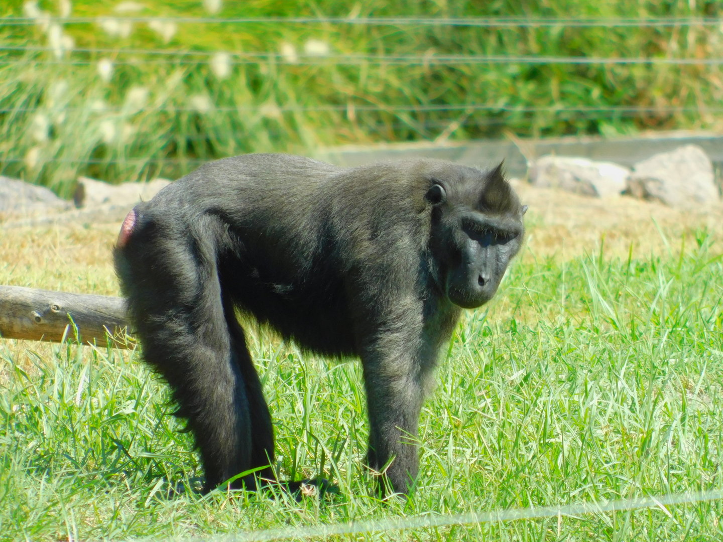 Crested Macaque