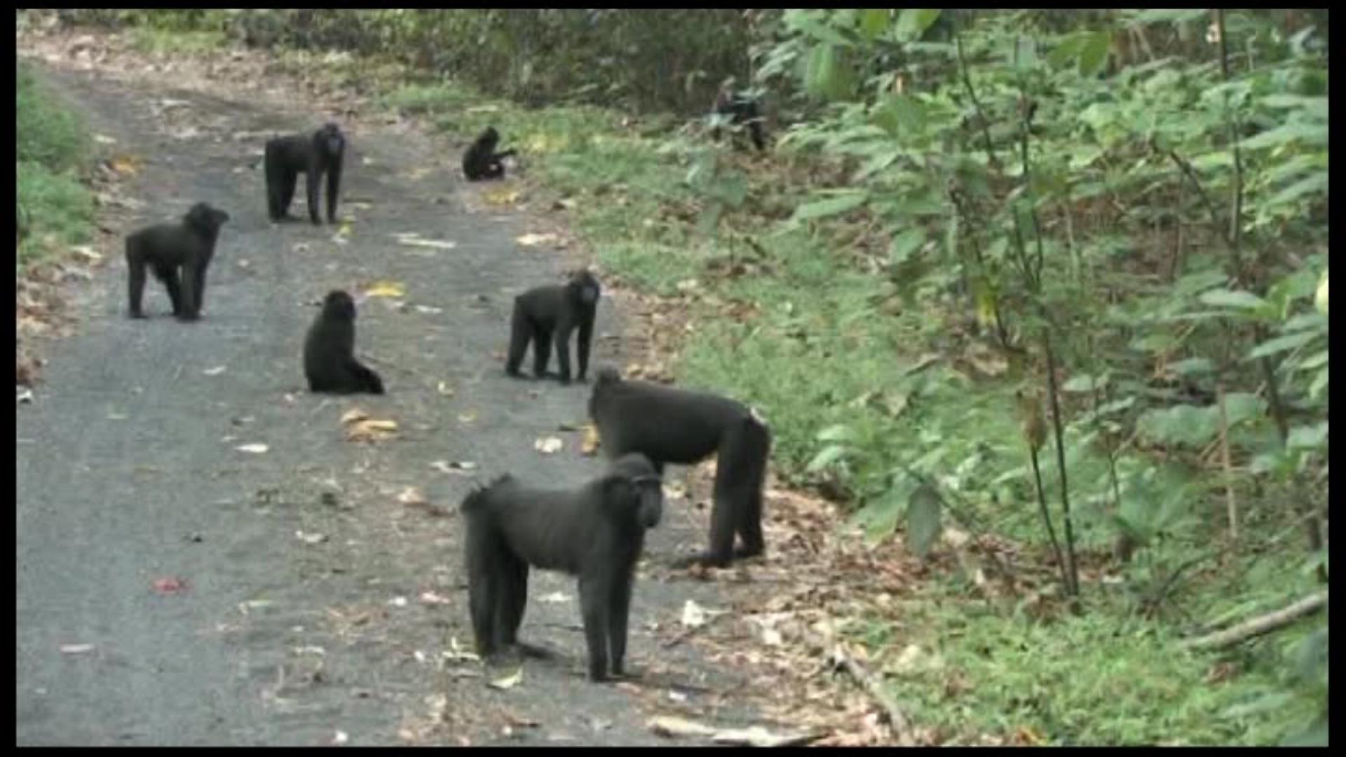 Crested macaques in forest