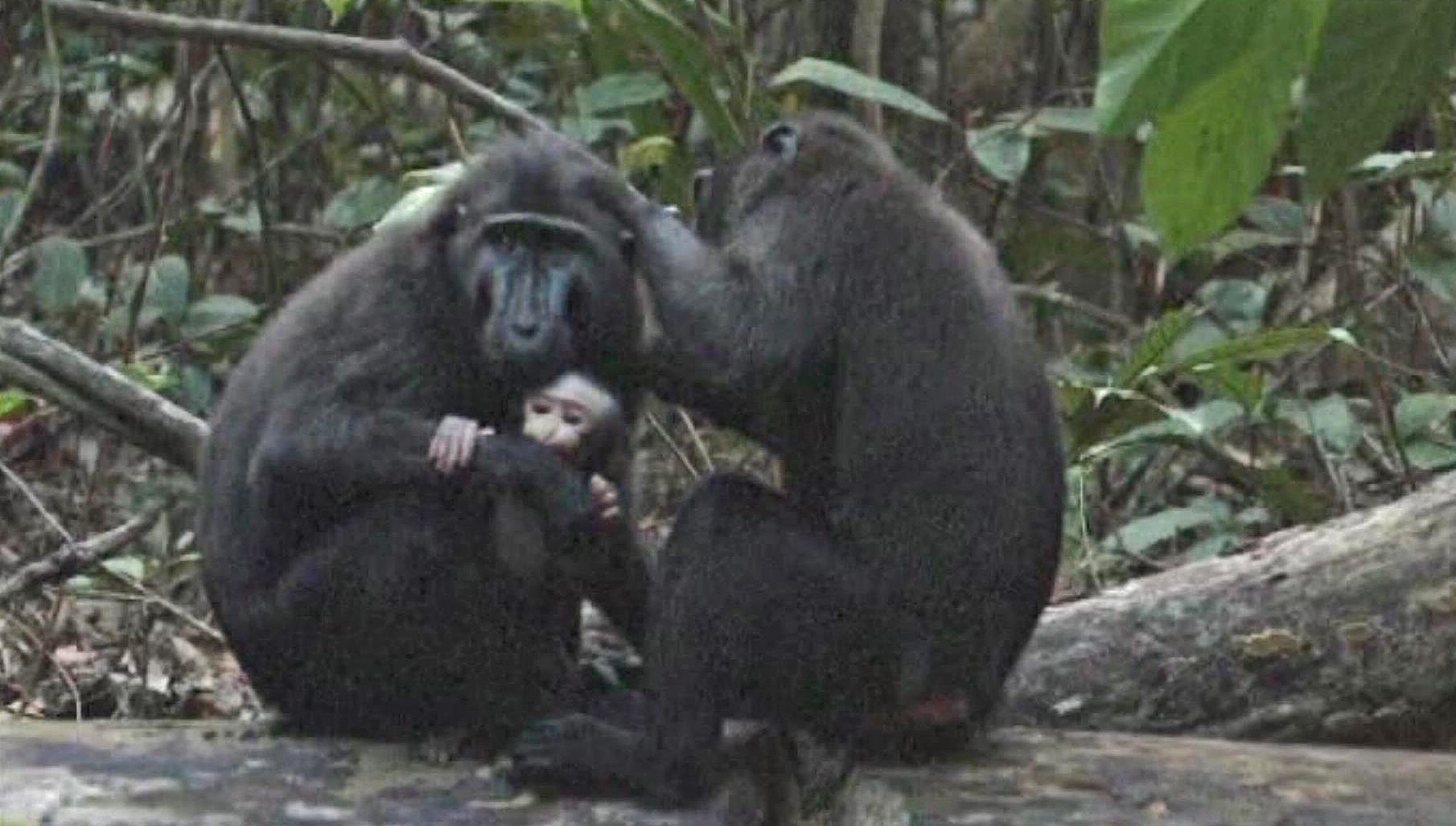 Crested macaques preening