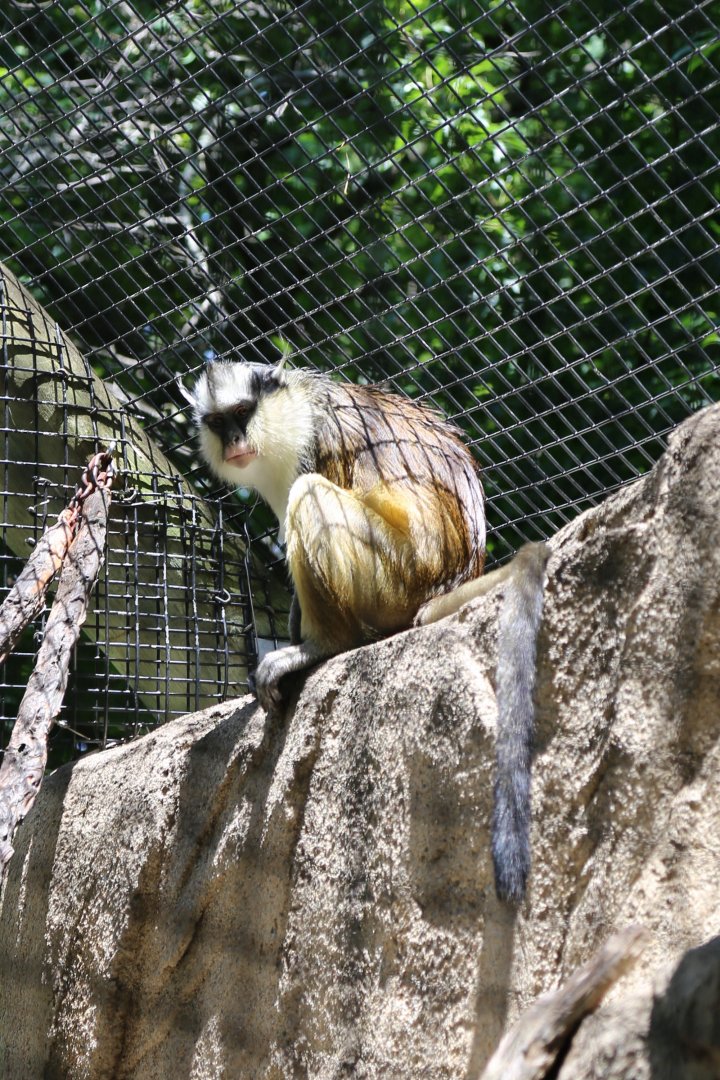 Crested Mona Monkey (Cercopithecus pogonias), June 2015