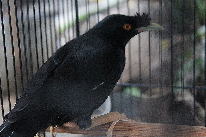 Crested myna (Acridotheres cristatellus cristatellus)