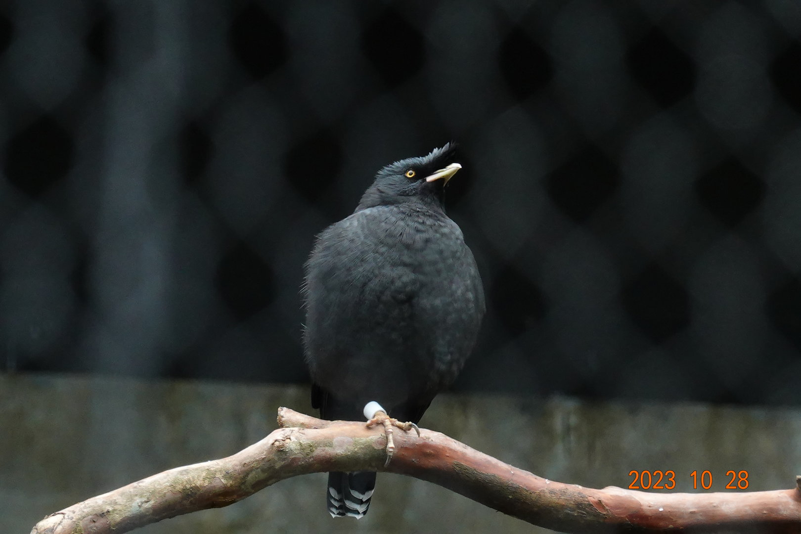 Crested Myna (Acridotheres cristatellus formosanus)