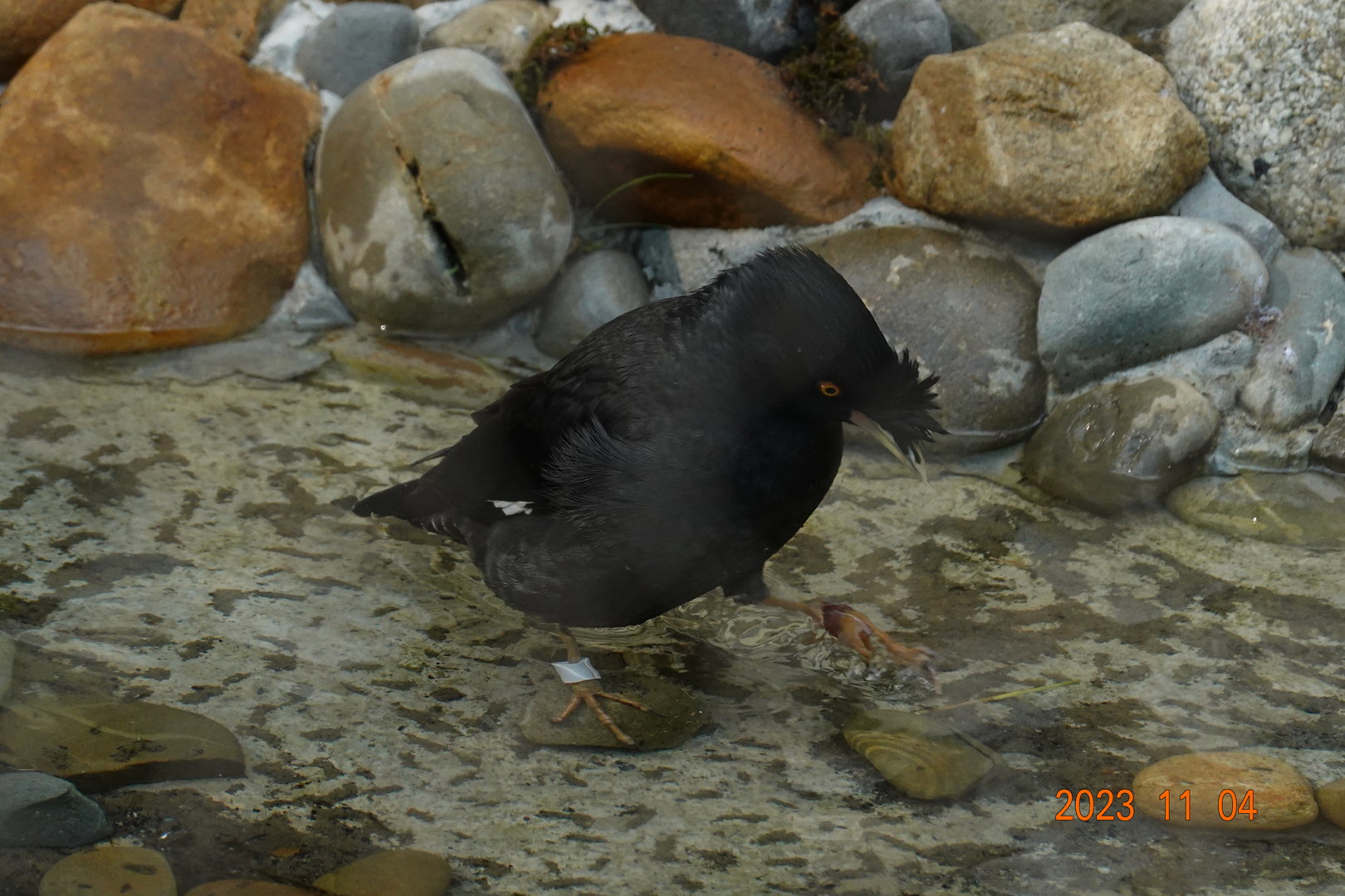 Crested Myna (Acridotheres cristatellus formosanus)