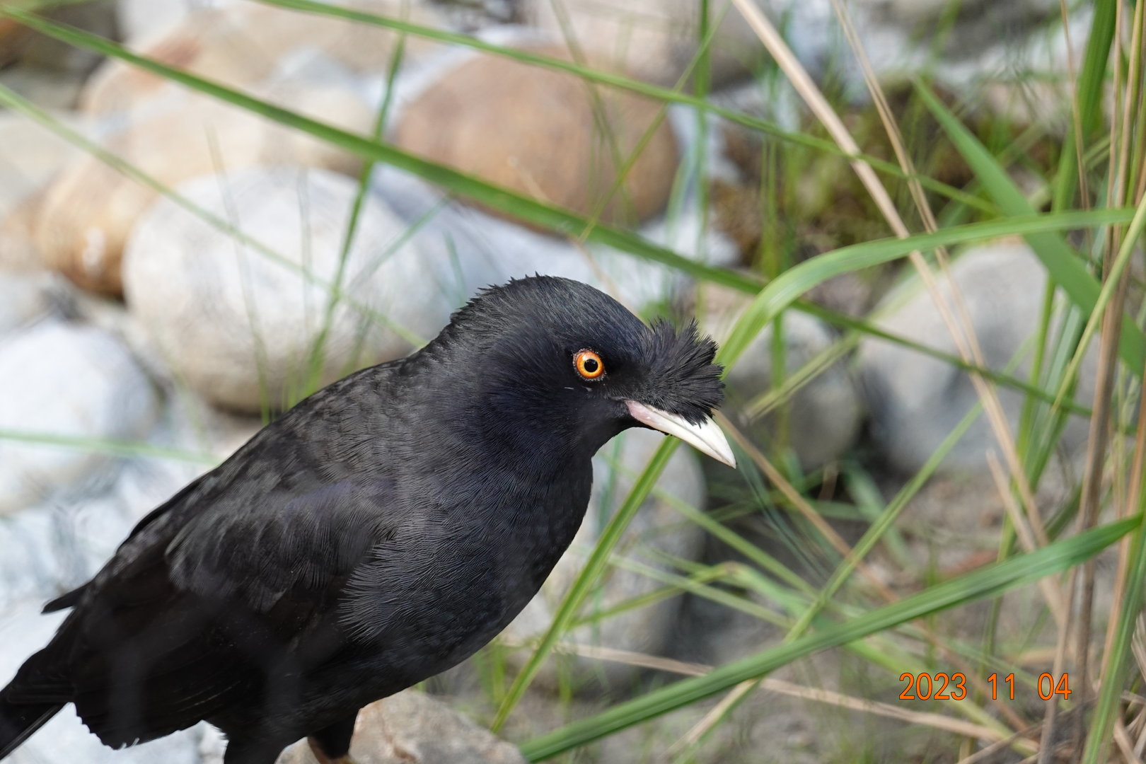 Crested Myna (Acridotheres cristatellus formosanus)