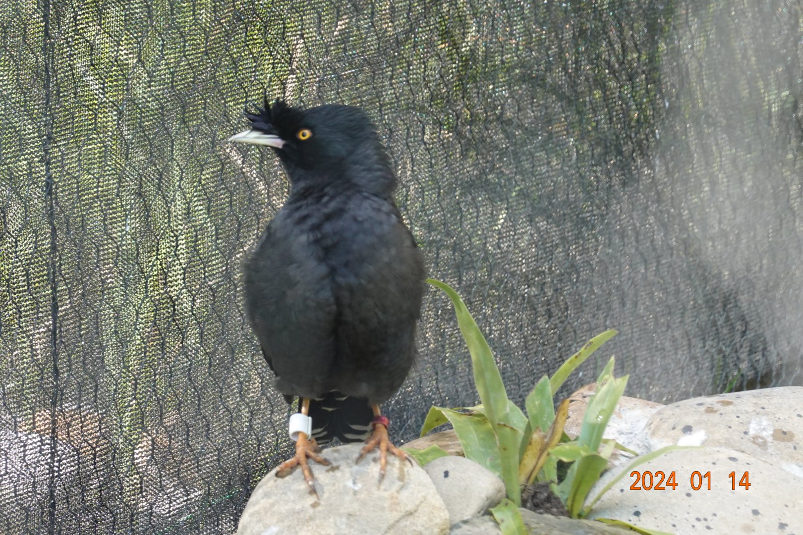 Crested Myna (Acridotheres cristatellus formosanus)