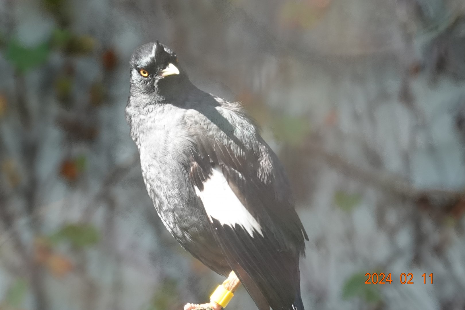 Crested Myna (Acridotheres cristatellus formosanus)