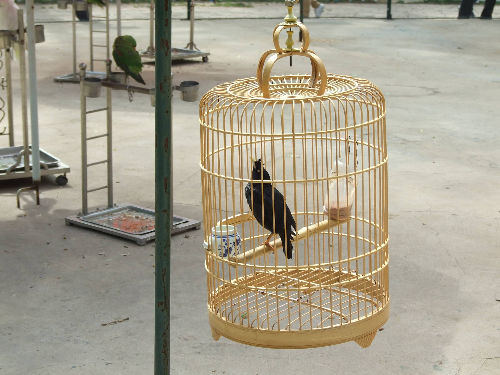 Crested Myna (Acridotheres cristatellus)