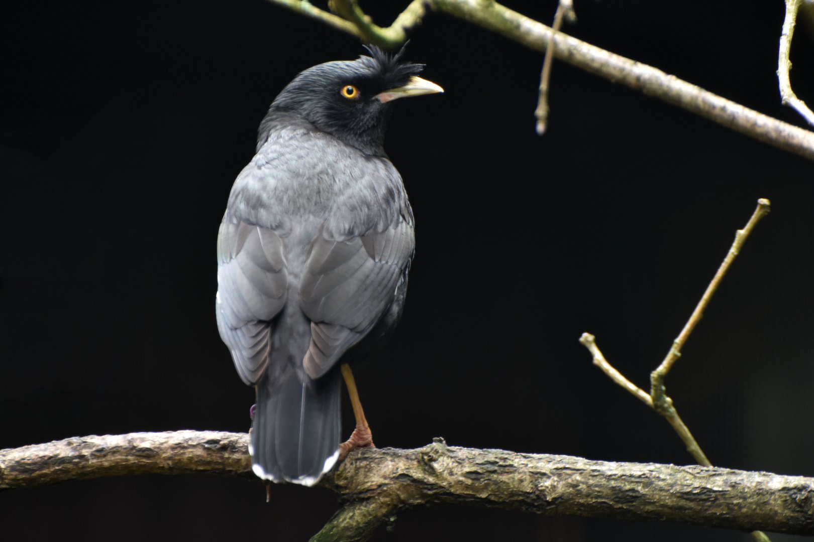 Crested Myna Acridotheres cristatellus